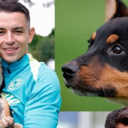 El Club América REGALA BOLETOS vs Querétaro por ayudar a perritos