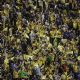 Filtran el telón ESPECIAL que preparó la afición del América, Jardine ya aparece como leyenda